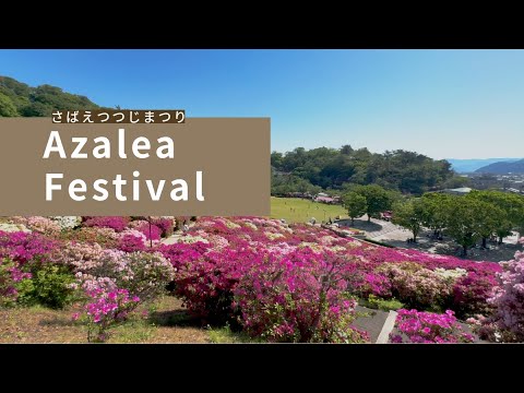 [4KHDR]Walking around Azalea Festival in Fukui - Colorful Azalea Flowers [Nishiyama Park]福井 つつじまつり散策