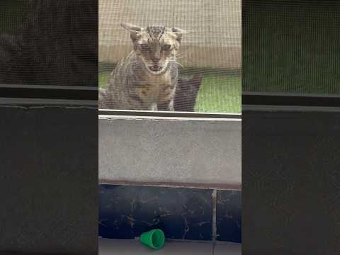 Stray mom feels threatened but look at the fur baby’s face in the end #catlover #catvideos #cat