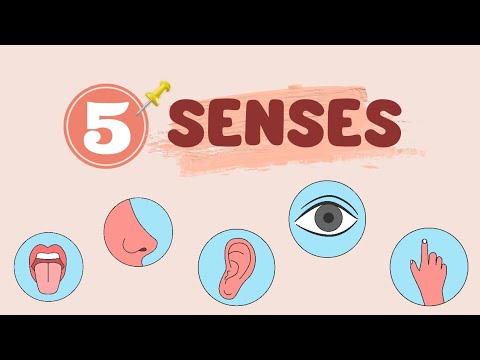 5 Senses | Animation