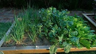 How to Create a Winter Vegetable Garden | GARDEN | Great Home Ideas