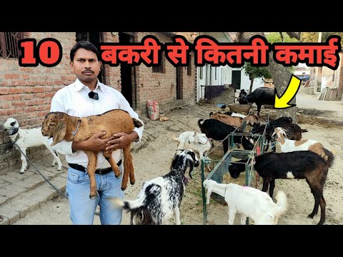 10 बकरी पालने से कितनी कमाई होती है | सरकारी स्कूल के शिक्षक से सीखे बकरी पालन का गणित | Goat farm