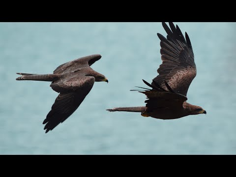 Birds in Karnataka | Clicked from Nikon D3400 | 55-300mm f/4.5-5.6G AF-S DX ED VR