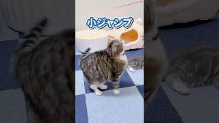 りっちゃんはどれくらいジャンプできますか？ #猫