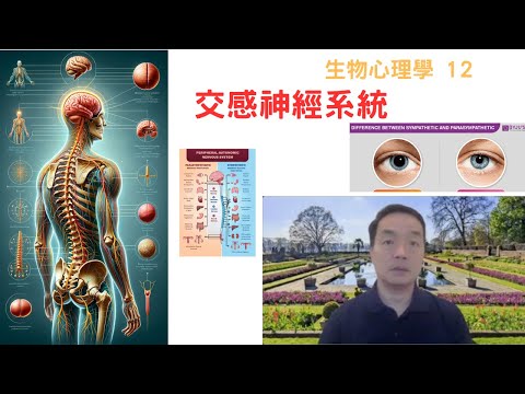 生物心理學12: #交感神經系統 #副交感神經系統 #sympatheticnervoussystem #parasympatheticnervoussystem