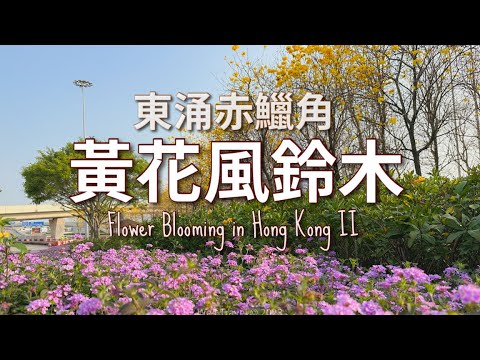 【香港好去處】東涌赤鱲角 - 黃花風鈴木大道💕｜機場風鈴徑 /Airport Golden Thrumplet Trail 2023