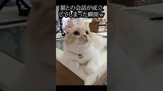 猫との会話が成立してしまった瞬間...笑#猫 #shorts