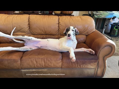 Funny Great Danes & Puppy's Afternoon Nap Wake Up & Stretch Routine