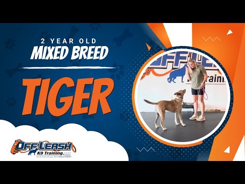 Mixed Breed, 2 Year Old, Tiger | Two Week BNT| Best Dog Trainers Northern VA |  Off Leash K9