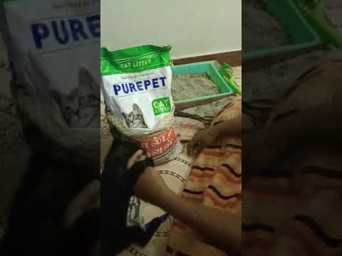 my cat low budget cat litter sand 😊 purepet cat litter affordable price /