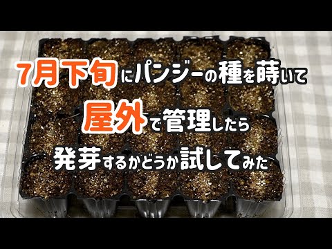 7月下旬にパンジーの種をまいて屋外で管理したら発芽するかどうか試してみた