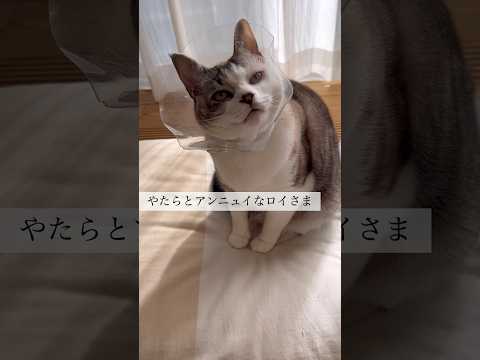 アンニュイなロイさまと眠いロイさま #ねこ動画 #cat #保護猫 #アンニュイ #眠い猫 #ねこトンネル #ことねこくらし