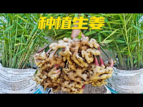 在家也能种植生姜，不仅操作简单，而且产量特别高，值得一试