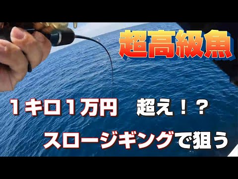 1キロ1万円超えの超高級魚をスロージギング釣りで狙う！本アラを確実に釣るアクション