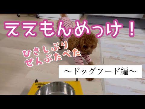 ごはんを食べない犬が食べた！おすすめドッグフード【トイプードル】