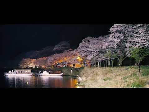 滋賀県・海津大崎の夜桜 2018年4月9日