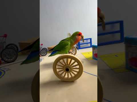 Bird Training : Smart lovebird Parrot | Smart Little Cute Parrot #training #smartparrot #cute