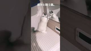 鏡に映る自分と闘うネコ。