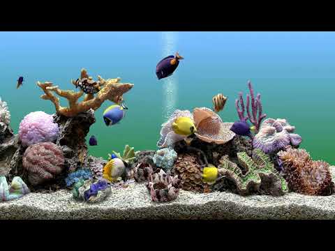 Soothing Fish Tank Aquarium No Music Just Natuarl Bubbling Water 4 Hours