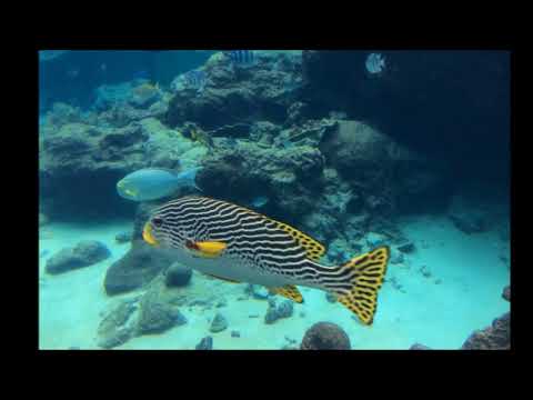 日本沖繩 OKINAWA 最美麗海洋博物館