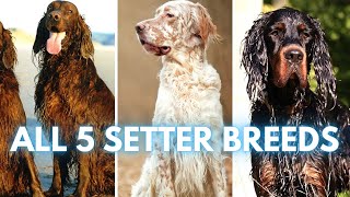 ALL 5 Setter Dog Breeds