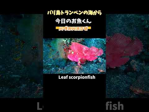 [ピンクのハダカハオコゼ] 大好きな色バージョン!!　Leaf scorpionfish #shorts