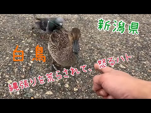 白鳥と鴨　瓢湖はすごい　30分位でわかります。 この動画はスマホでは見ないでください　4K 50インチ以上のテレビで見ないと良さがわかりません