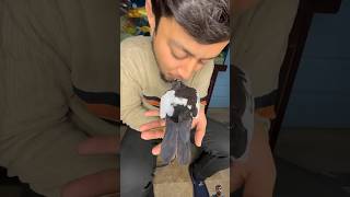 I Tamed a Wild Pigeon and Named Him Papu | how to tamed PIGEON #shorts #parrot #pigeon