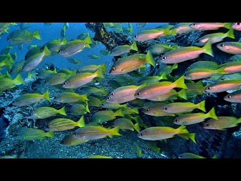 [キンセンフエダイの群れ] いつの間にか、沈船に!! Bigeye snapper in amed wreck bali