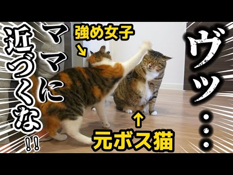 23歳一人暮らし。元ボス猫を家族に迎えたらいびきがデカすぎて睡眠妨害がすごいので被害届を出そうか悩んでます