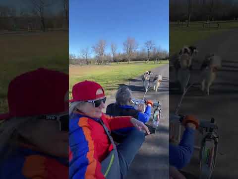 Mush Larose  Sled Dog Paradise Cruise #sleddogs #dogsledding #dogsports