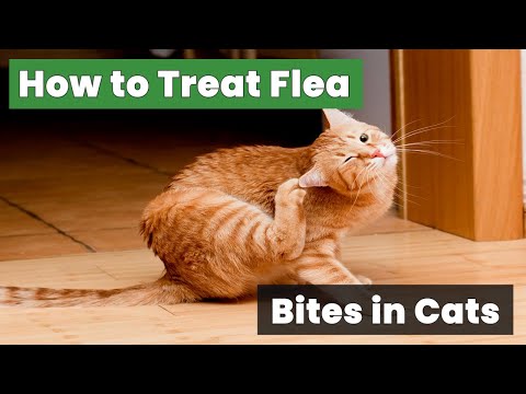 How to Treat Flea Bites in Cats: Expert Advice for Pet Owners