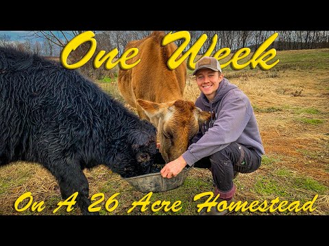 1 Week On A 26 Acre Farm - What Is A Homestead?