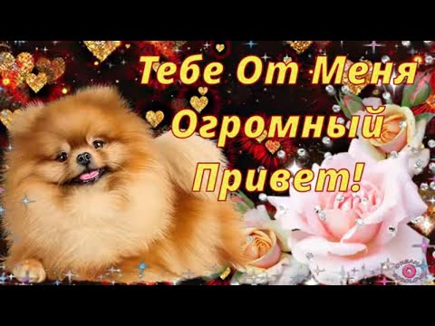 Лови от Меня Привет! Позитивчик для Хорошего Настроения! Музыкальная Открытка для Вас Мои Друзья!