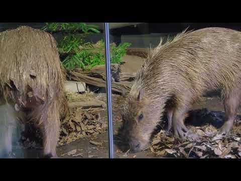 落ち葉の中の野菜を探すカピバラさん(マクセルアクアパーク品川/maxell AQUA PARK SHINAGAWA)