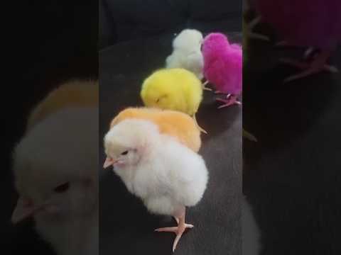 COLORFUL CHICKS - BABY CHICKS SOUND #cuteanimals #birds #animals #shorts