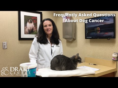 Frequently Asked Questions About Dog Cancer