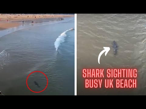 SHARK FILMED Close to Packed BRITISH BEACH - Atleast 11FT long 🦈🇬🇧