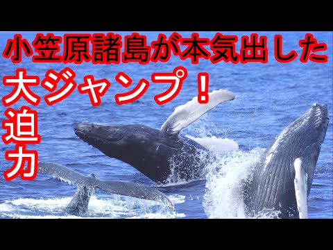 ホエールウォッチング(小笠原諸島 母島)ザトウクジラ 鯨の大ジャンプのオンパレード