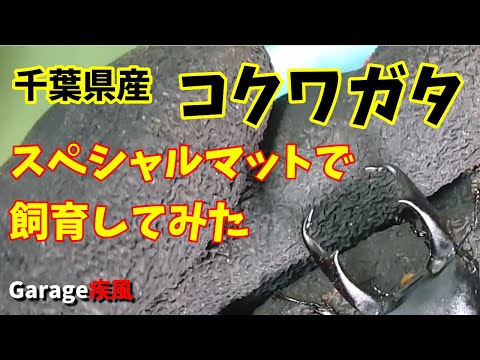 千葉県産　コクワガタ羽化　スペシャルマットで大きな個体を狙う！　#クワガタ