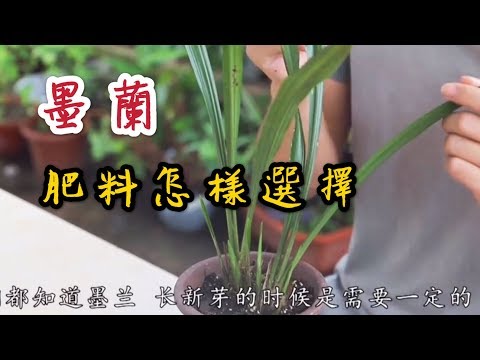 【天天小花農】墨蘭肥料怎樣選擇？ 施了它後，新長花芽長滿盆