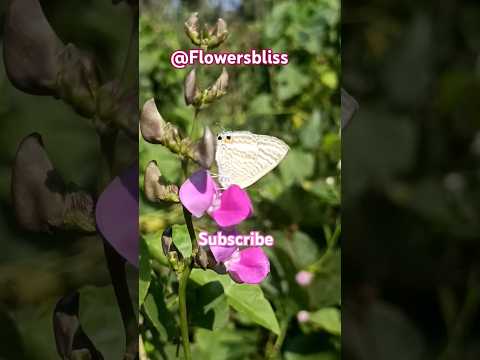 Indian common sailer blue butterfly #shorts #butterflygarden #nature