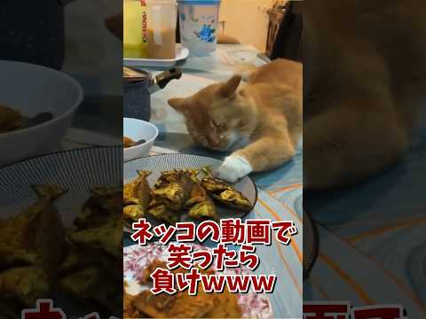 ネッコの動画で笑ったら寝ろｗｗｗ　#2ch #2ch動物スレ #2ch面白いスレ #動物 #犬 #猫 #癒やし #ねこ