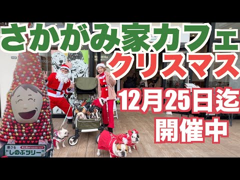 坂上家カフェ クリスマス 【 フレンチブルドッグ french_bulldog 】 三井アウトレットパーク木更津