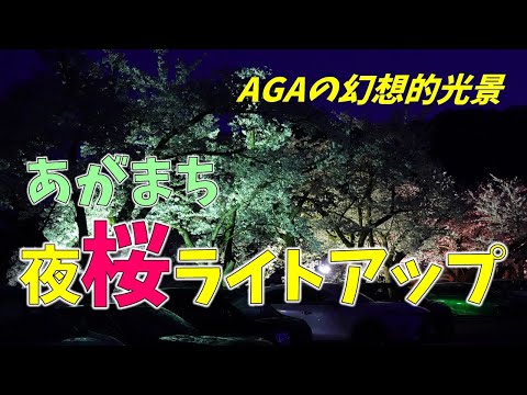 あがまち　夜桜ライトアップ！