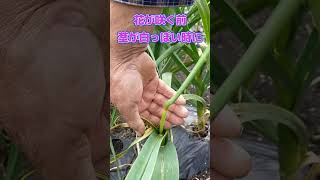 【家庭菜園ショート42】ニンニクの芽を収穫する方法 | ごいち How to Harvest Garlic Sprouts #shorts