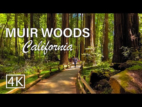 [4K] Muir Woods National Monument - California - Walking Tour