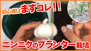 【プランター栽培】プロが解説！超簡単ニンニクのプランター栽培方法～ベランダ菜園にもおすすめ～【シェア畑】