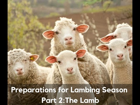 Preparations for the Lambing Season Part 2: The Lamb