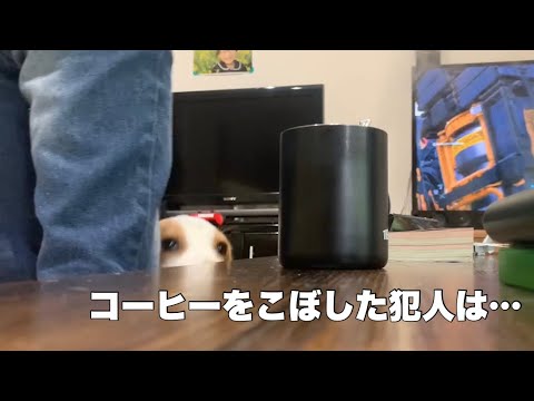 【ビーグル】コーヒーをこぼした犯人は…