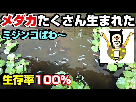 【メダカ】たくさん生まれた！ミジンコすげ～！田んぼで潜影蛇手！